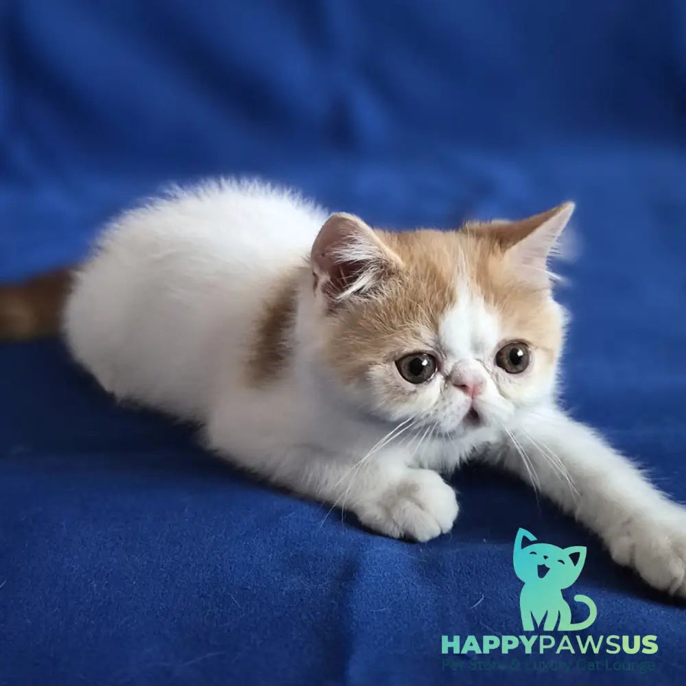 Zest Exotic male red spotted tabby bicolour - live animals