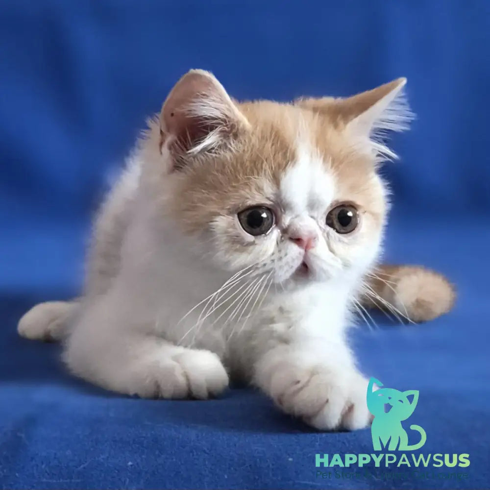 Zest Exotic male red spotted tabby bicolour - live animals