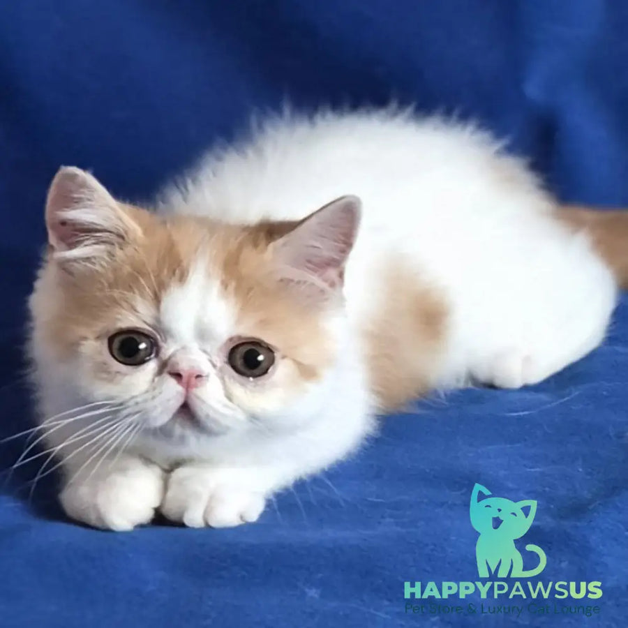 Zest Exotic male red spotted tabby bicolour - live animals