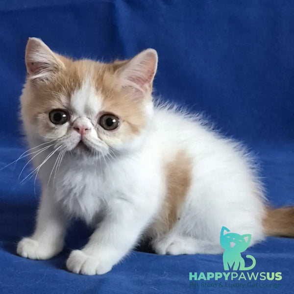 Zest Exotic male red spotted tabby bicolour - live animals