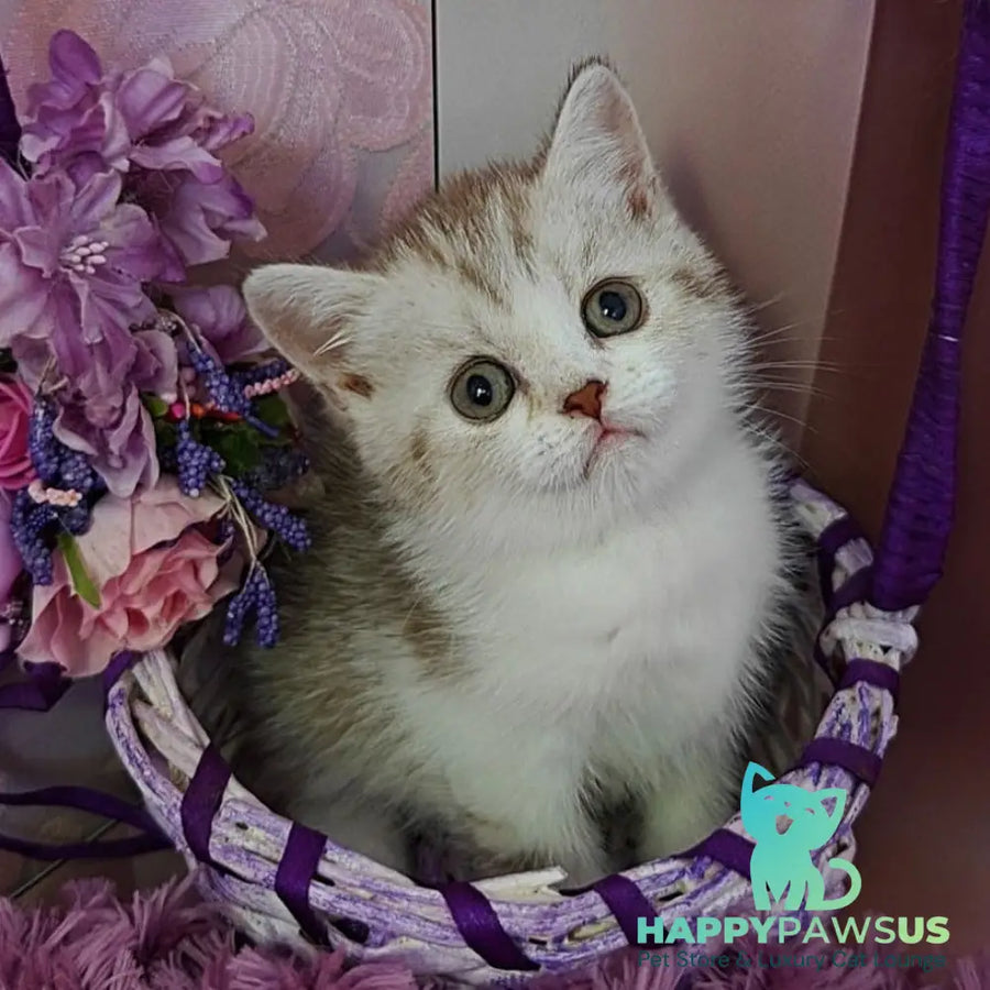 Zeta Scottish Straight female chocolate golden spotted tabby bicolour - live animals