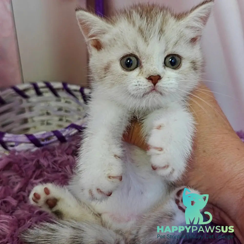 Zeta Scottish Straight female chocolate golden spotted tabby bicolour - live animals
