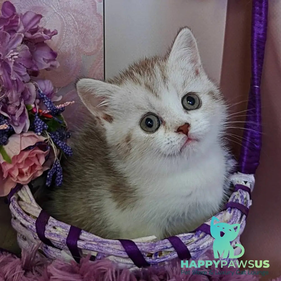 Zeta Scottish Straight female chocolate golden spotted tabby bicolour - live animals