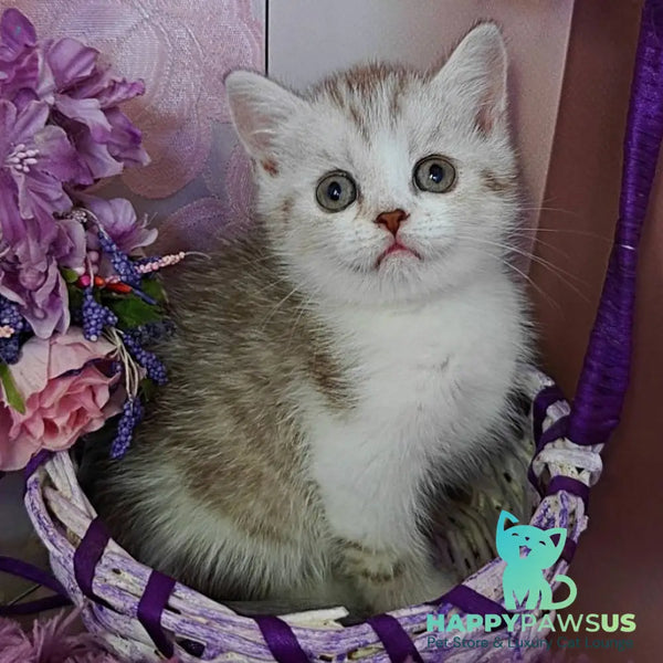Zeta Scottish Straight female chocolate golden spotted tabby bicolour - live animals