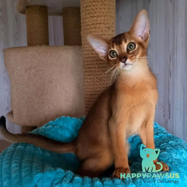 Zeus Abyssinian male ruddy - live animals