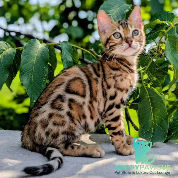 Zeus Bengal male black spotted tabby - live animals