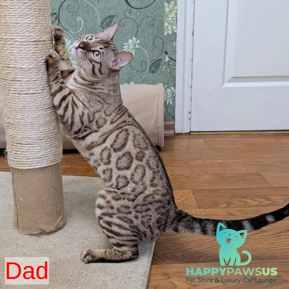 Zeus Bengal male black spotted tabby - live animals