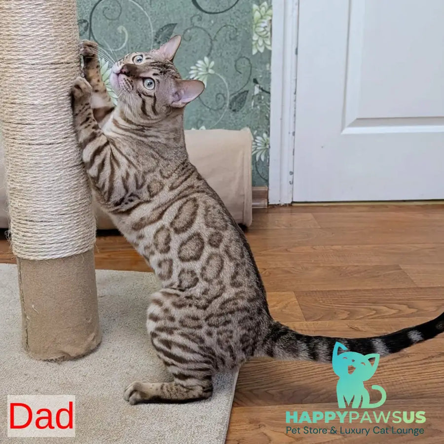 Zeus Bengal male black spotted tabby - live animals