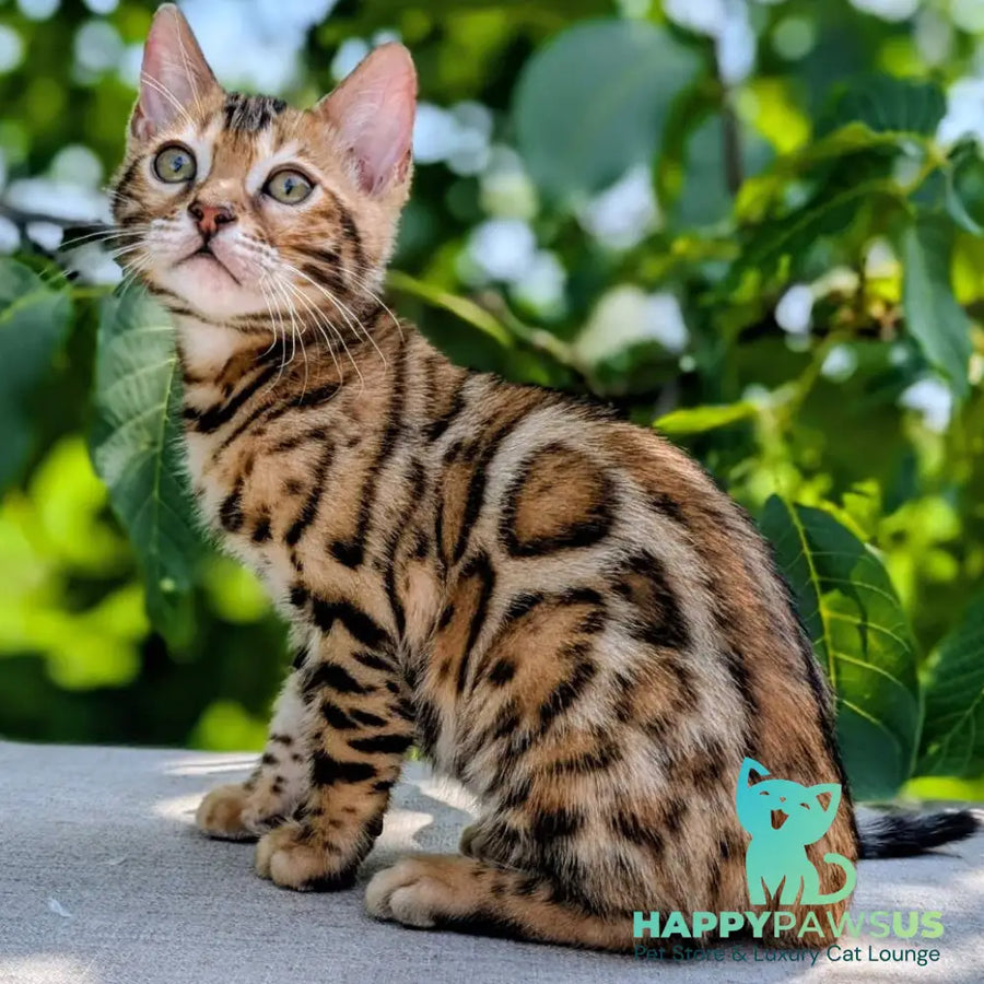 Zeus Bengal male black spotted tabby - live animals