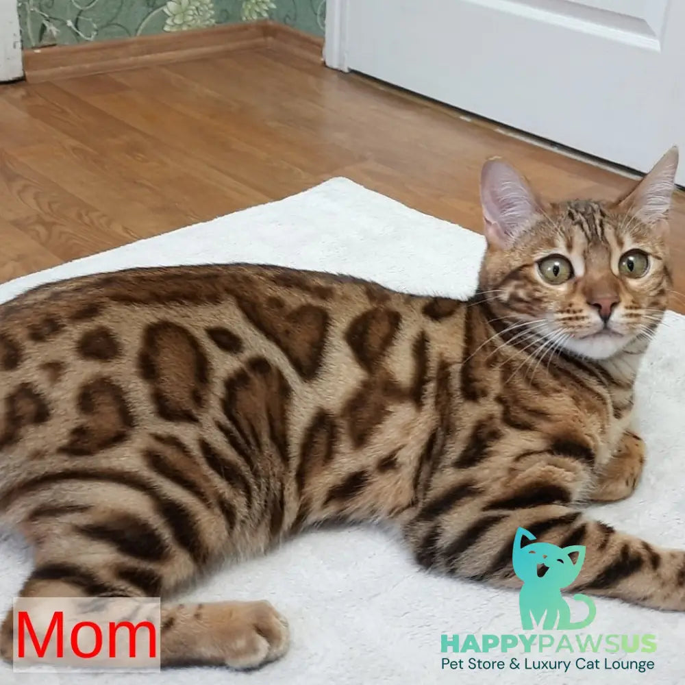 Zeus Bengal male black spotted tabby - live animals