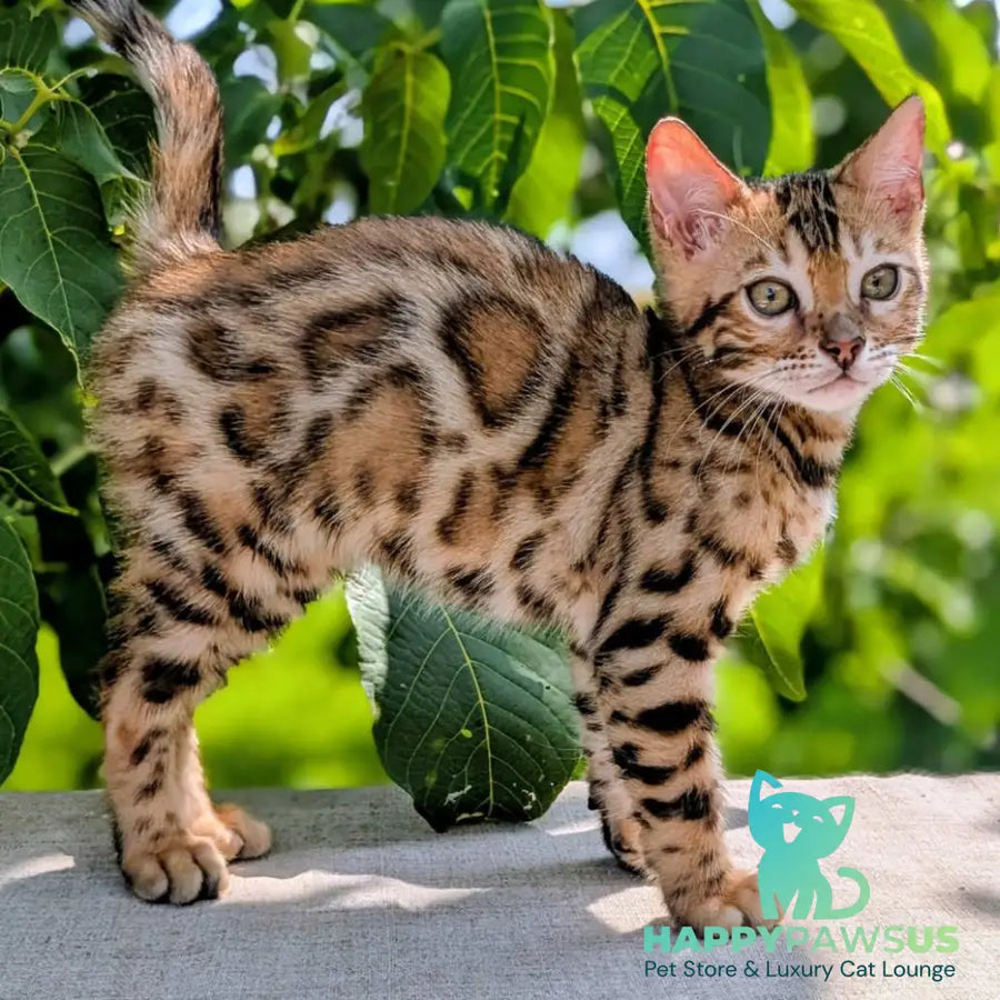 Zeus Bengal male black spotted tabby - live animals