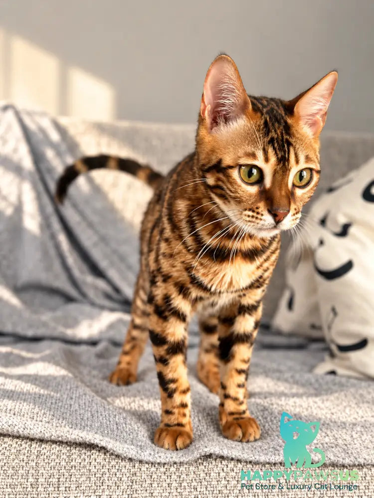 Zeus Bengal male black spotted tabby - live animals