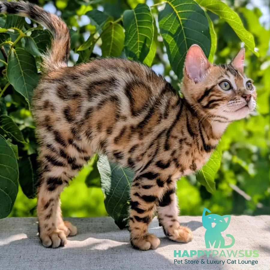 Zeus Bengal male black spotted tabby - live animals