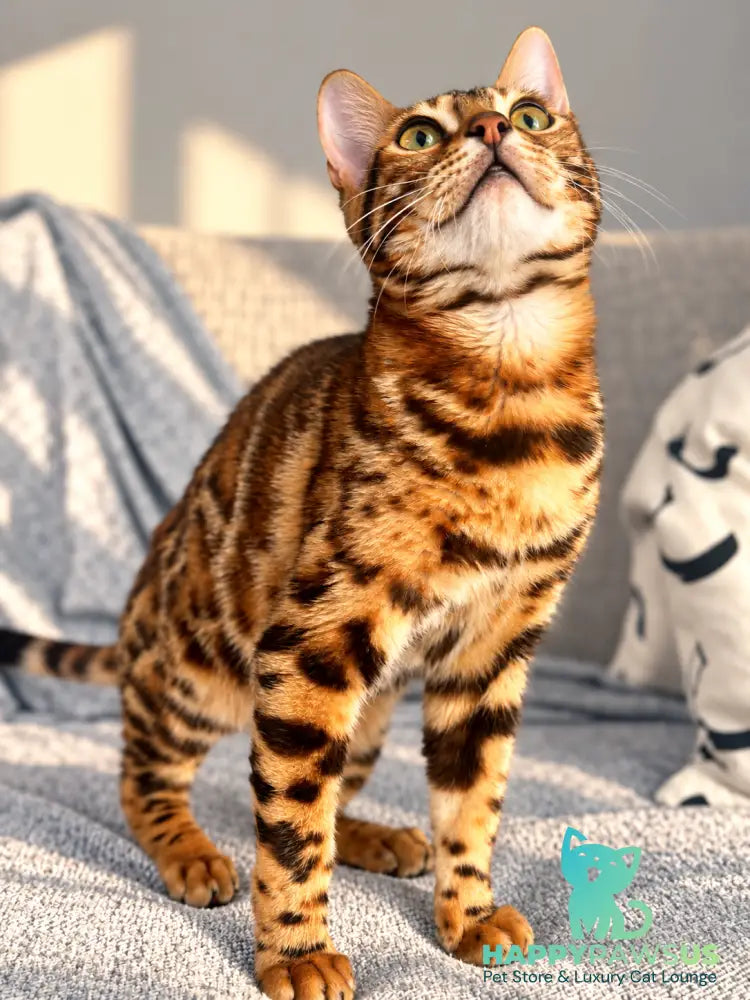 Zeus Bengal male black spotted tabby - live animals
