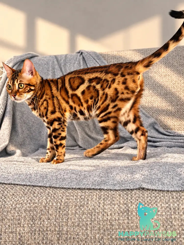 Zeus Bengal male black spotted tabby - live animals
