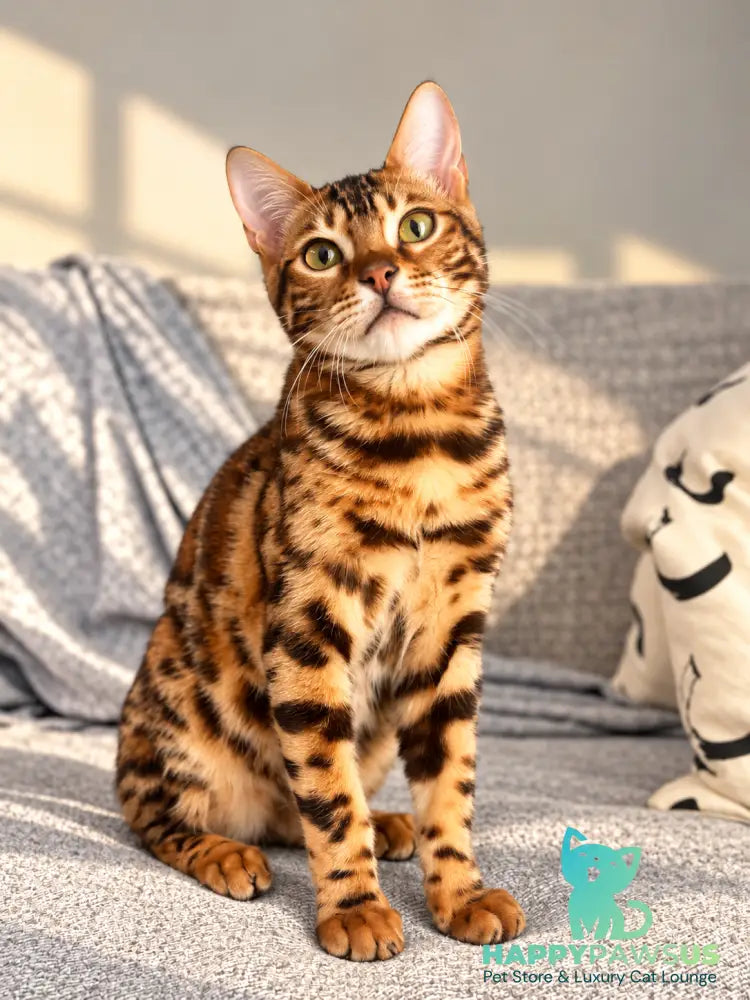 Zeus Bengal male black spotted tabby - live animals