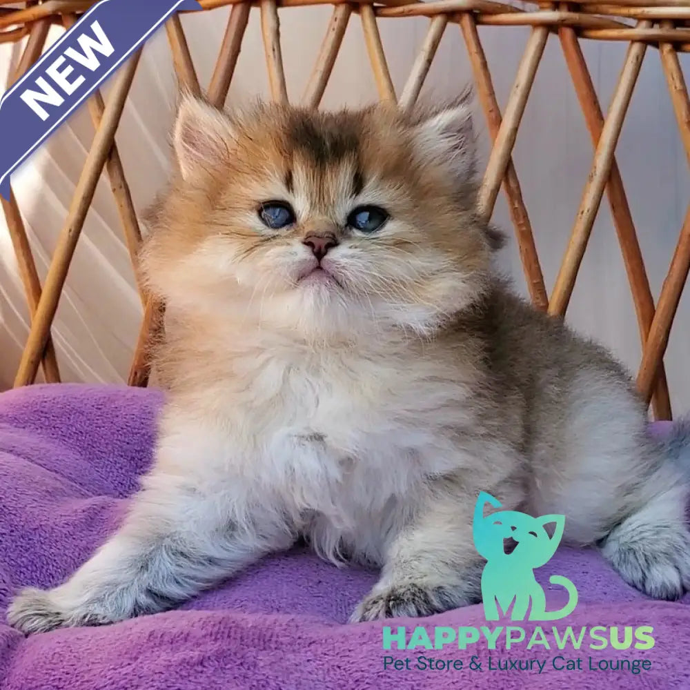 Zeus British Longhair male black golden ticked tabby - live animals