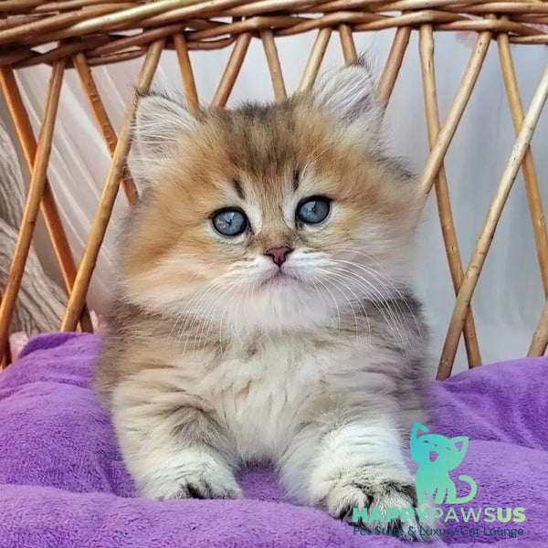 Zeus British Longhair male black golden ticked tabby - live animals