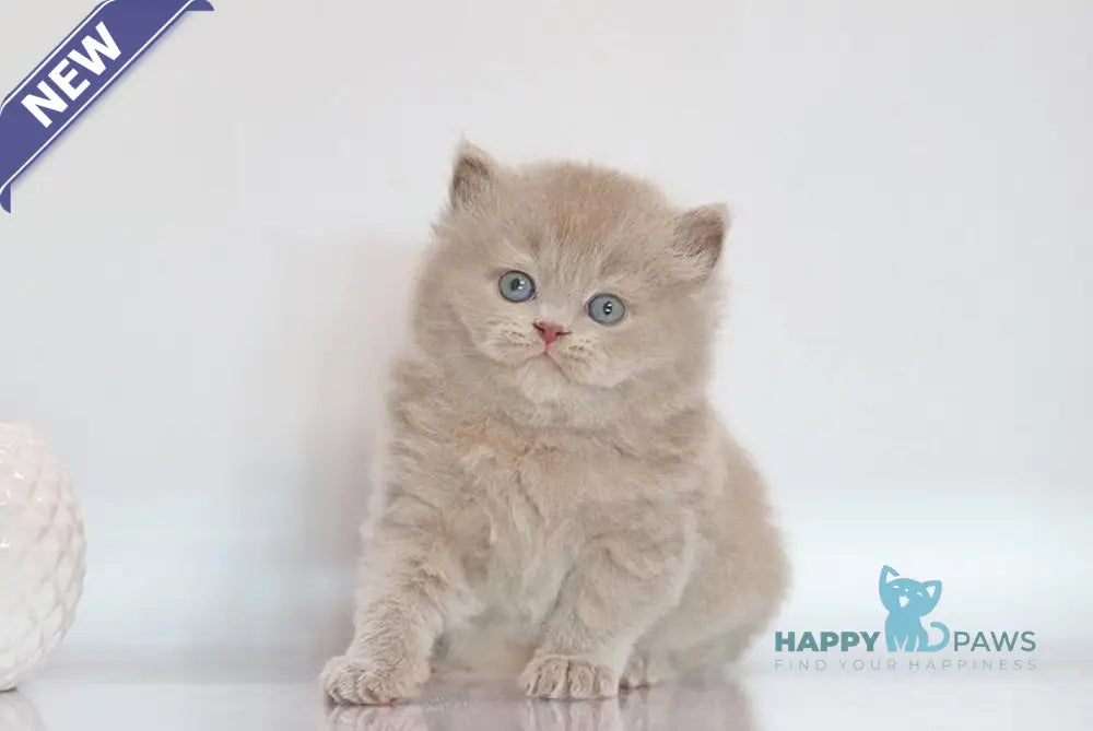 Zeus British Longhair male lilac live animals