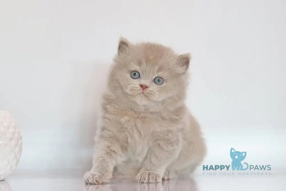 Zeus British Longhair male lilac live animals