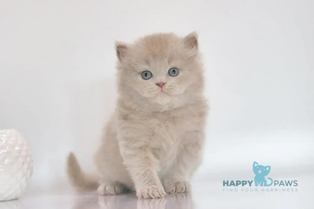 Zeus British Longhair male lilac live animals