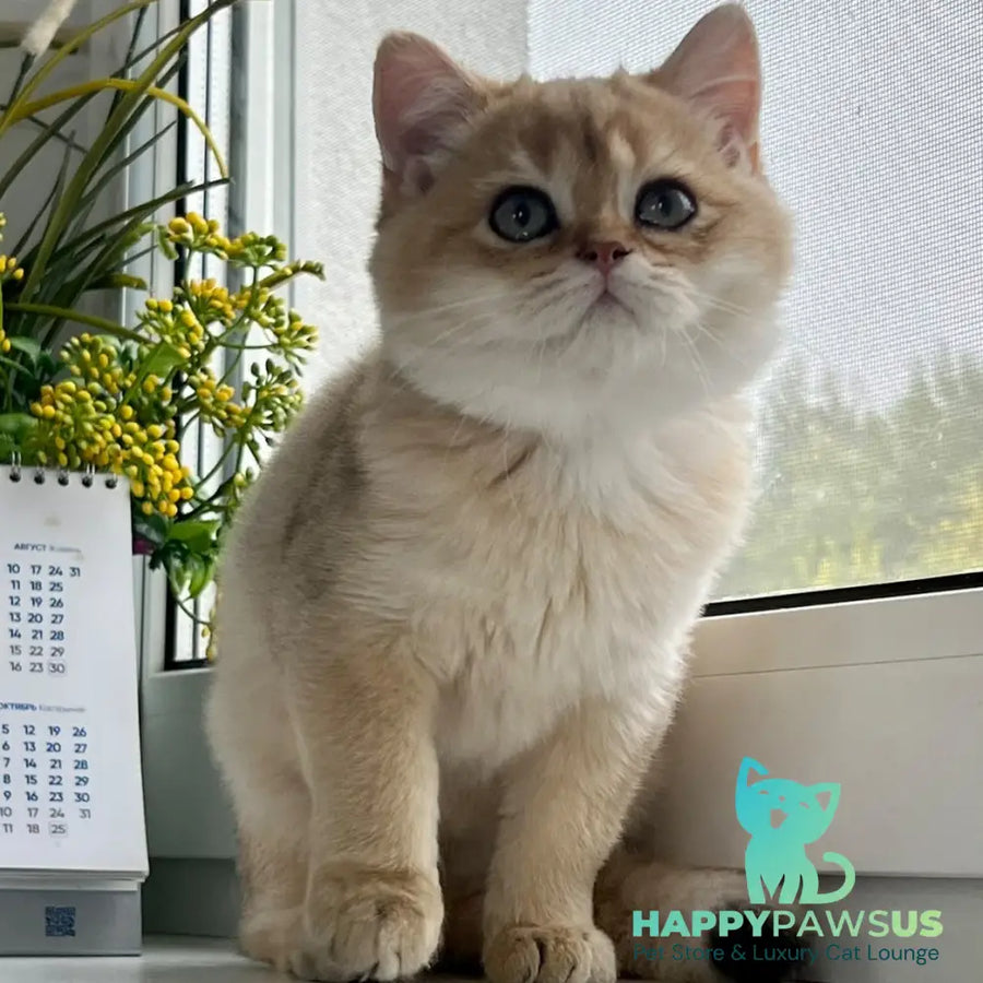 Zeus British Shorthair male black golden shaded - live animals
