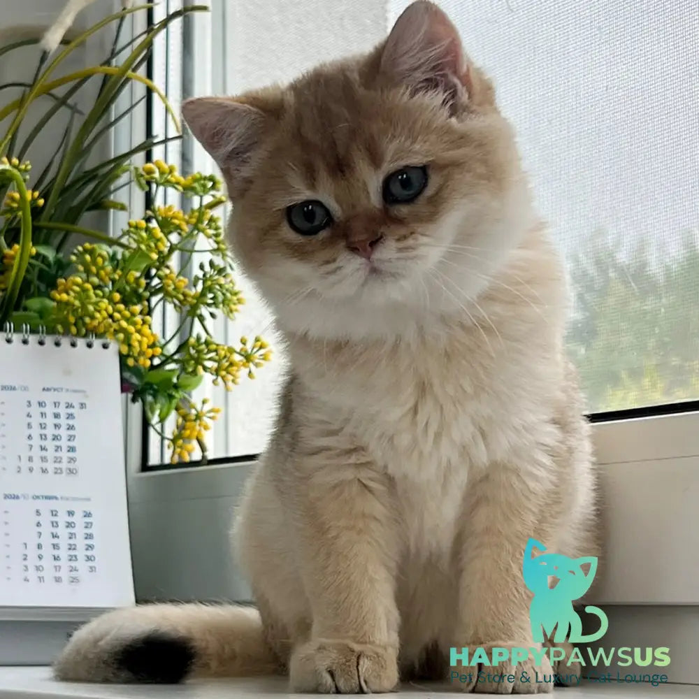 Zeus British Shorthair male black golden shaded - live animals