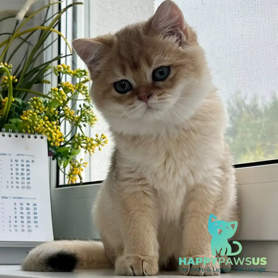 Zeus British Shorthair male black golden shaded - live animals