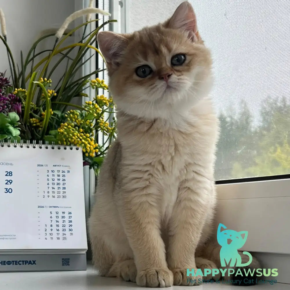 Zeus British Shorthair male black golden shaded - live animals