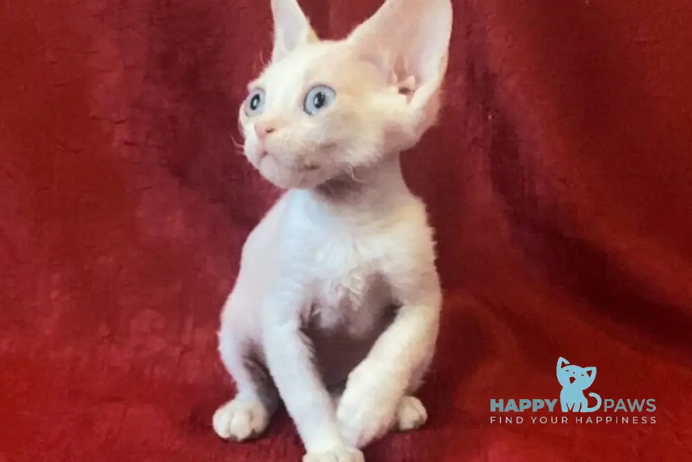 Zeus Devon Rex male white live animals
