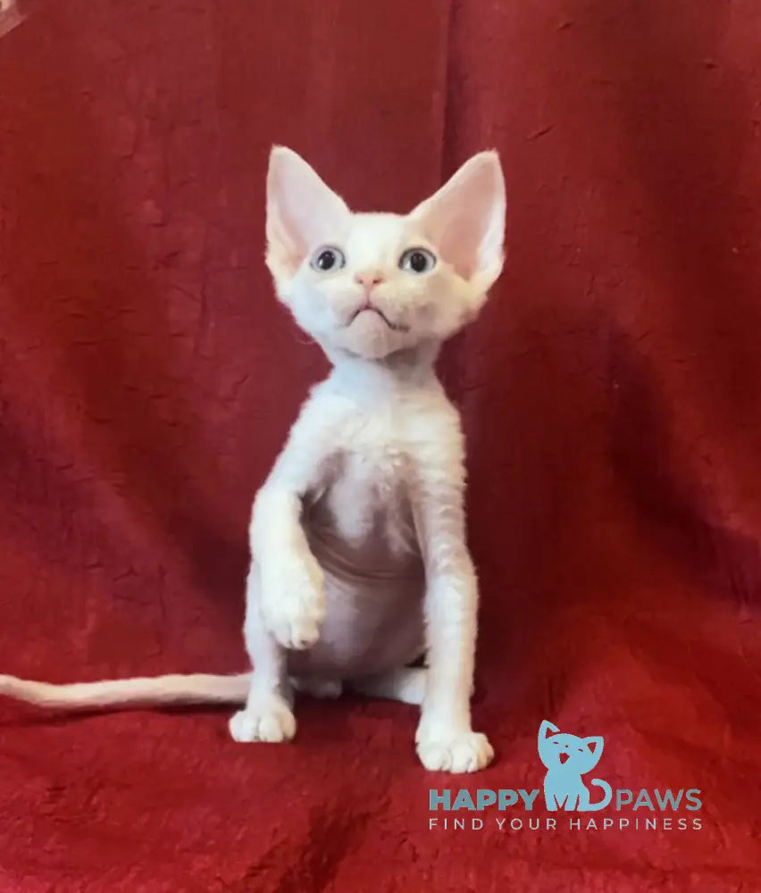 Zeus Devon Rex male white live animals