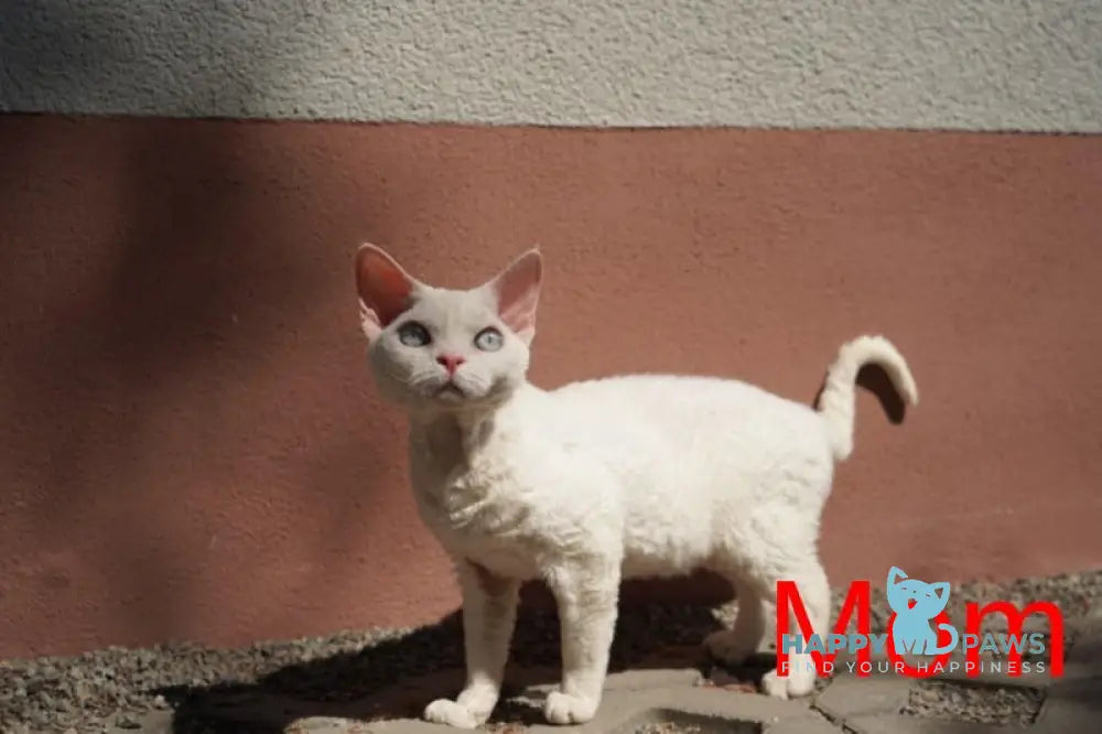 Zeus Devon Rex male white live animals
