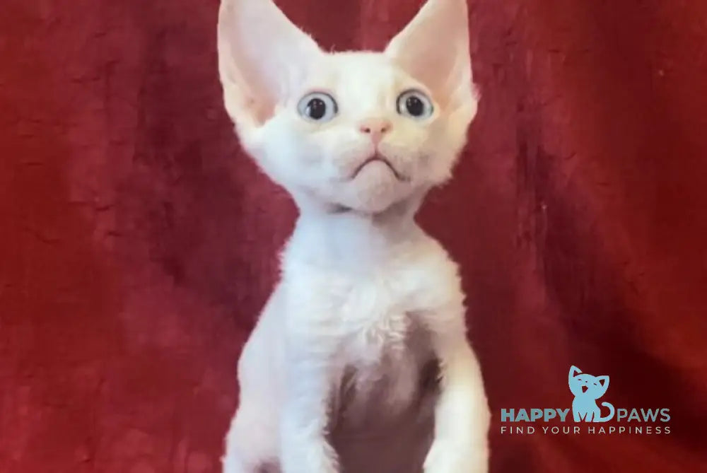 Zeus Devon Rex male white live animals