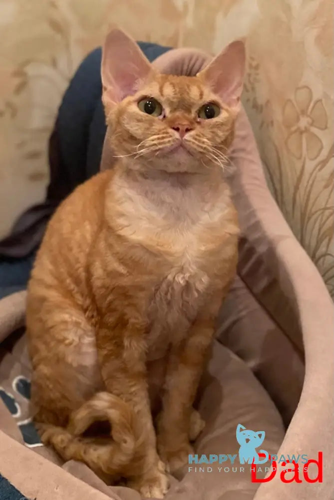 Zeus Devon Rex male white live animals