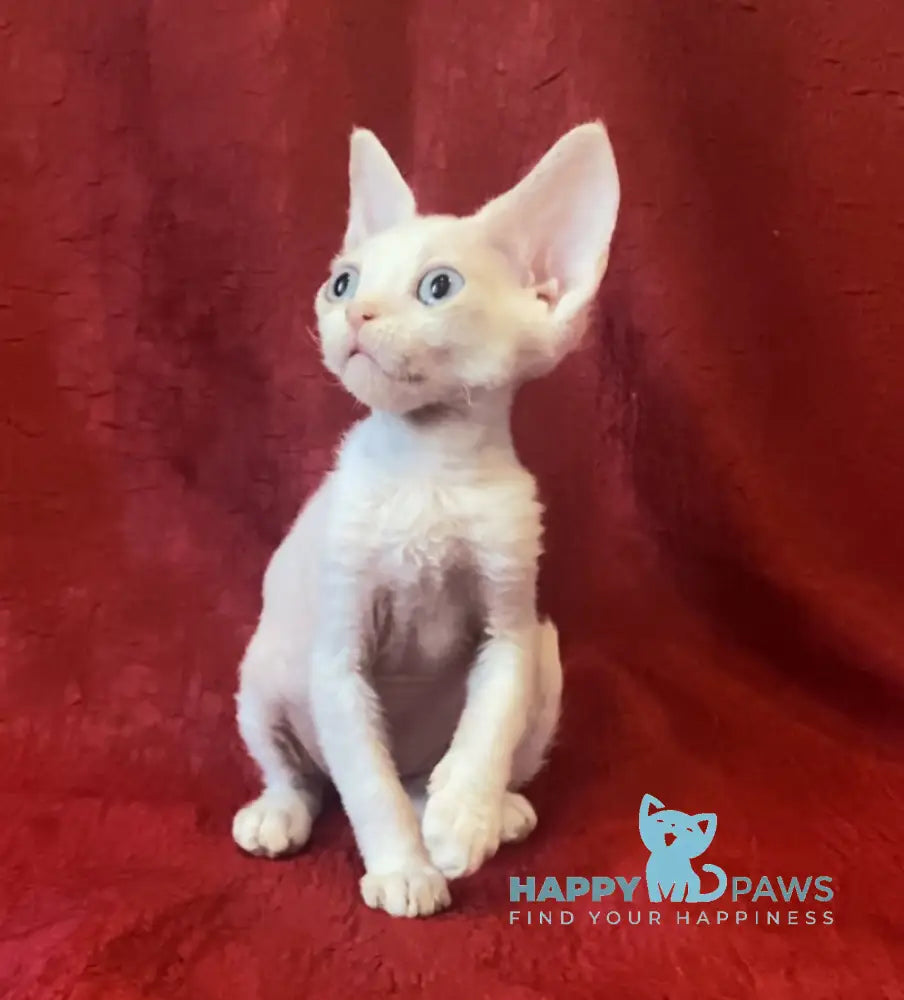 Zeus Devon Rex male white live animals