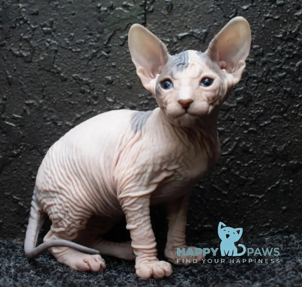 Zeus Donskoy Sphynx male black tabby harlequin