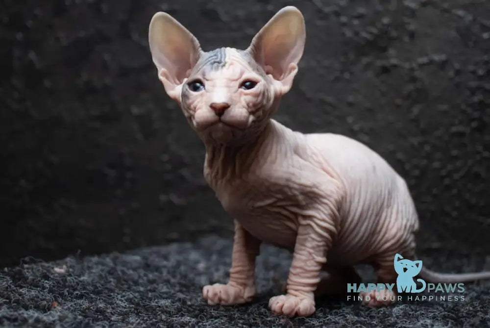 Zeus Donskoy Sphynx male black tabby harlequin