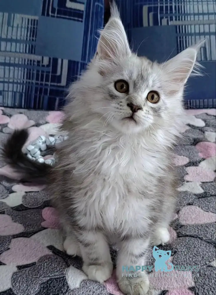 Zeus Maine Coon male black silver shaded live animals