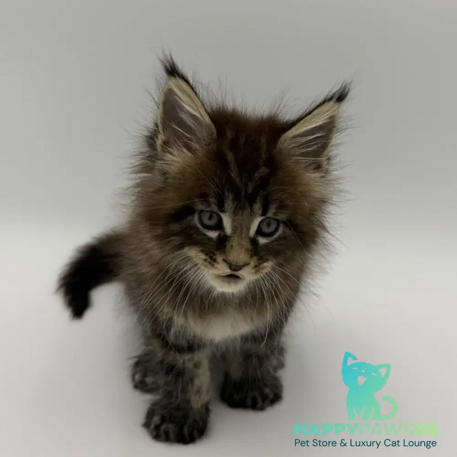 Zeus Maine Coon male black tabby - live animals