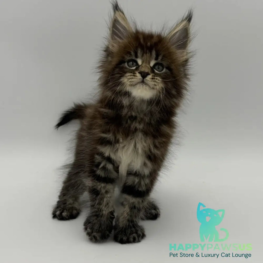 Zeus Maine Coon male black tabby - live animals