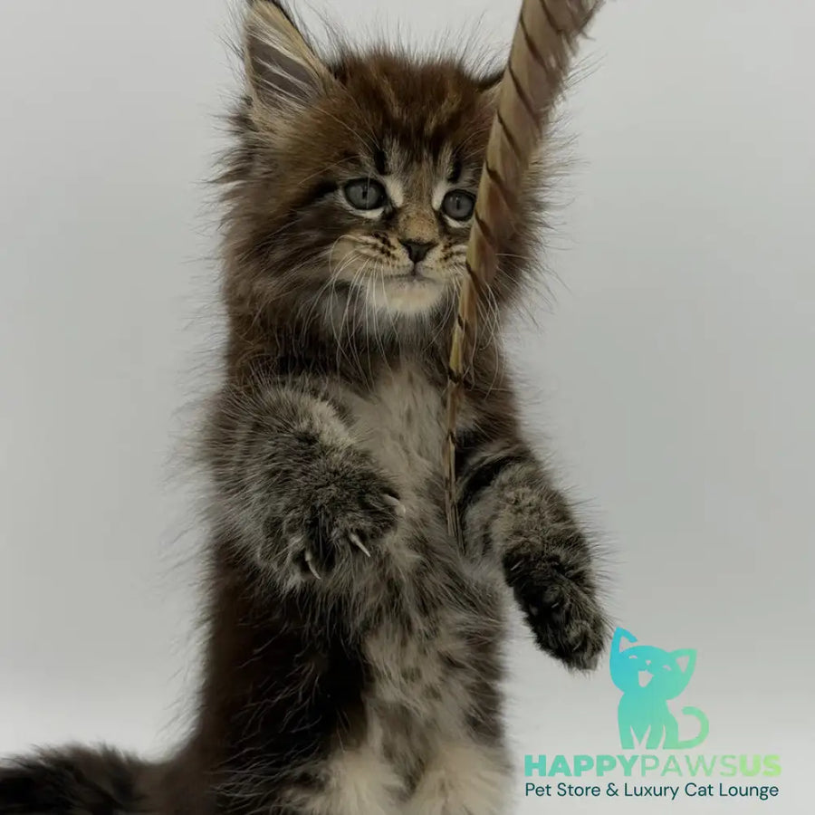 Zeus Maine Coon male black tabby - live animals
