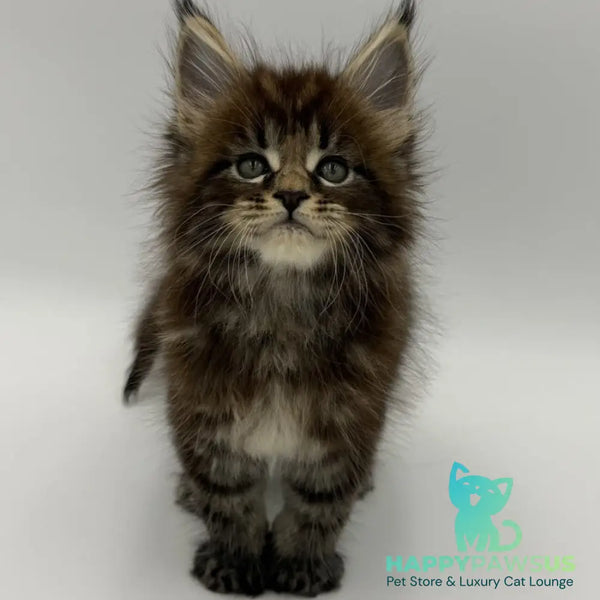 Zeus Maine Coon male black tabby - live animals