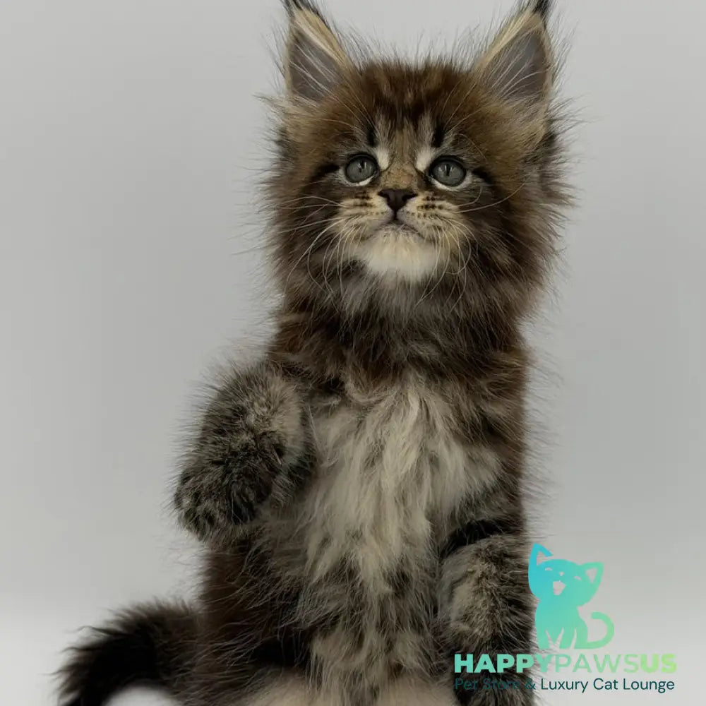 Zeus Maine Coon male black tabby - live animals