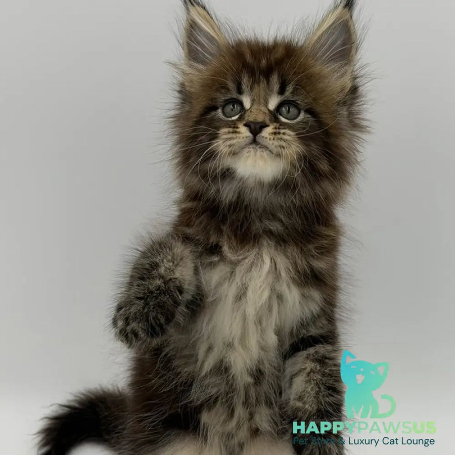 Zeus Maine Coon male black tabby - live animals