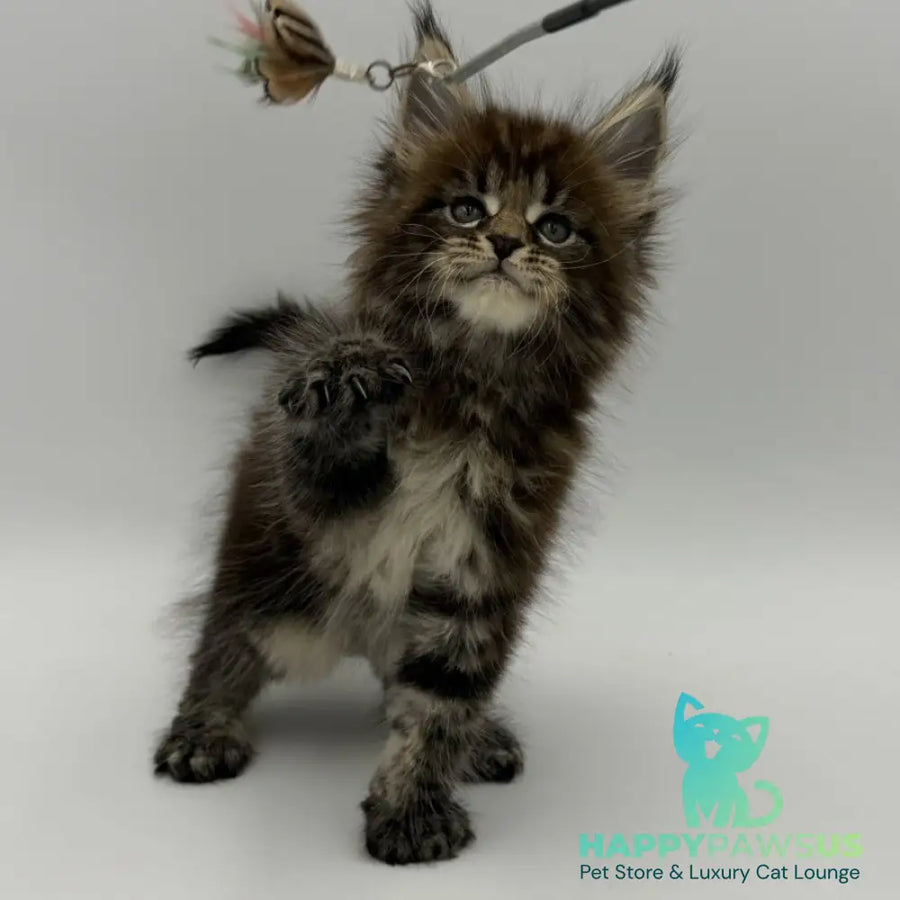 Zeus Maine Coon male black tabby - live animals