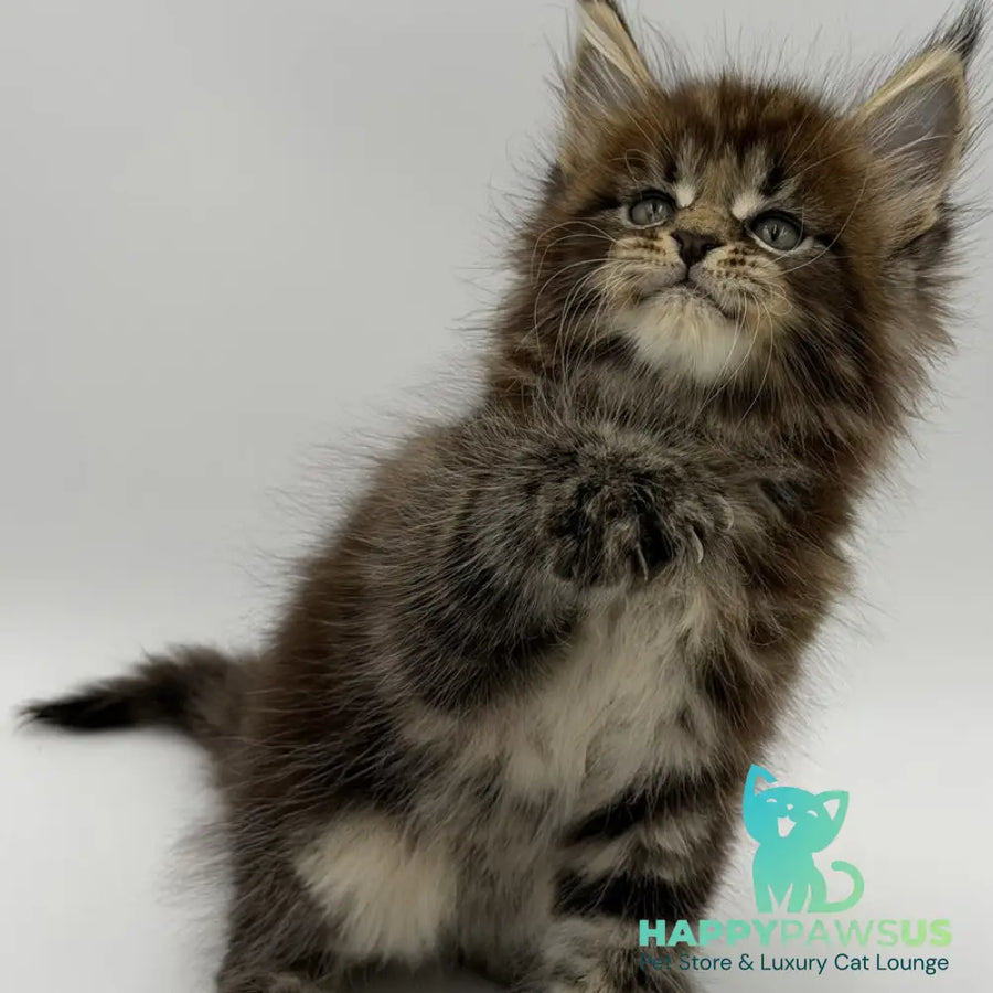 Zeus Maine Coon male black tabby - live animals
