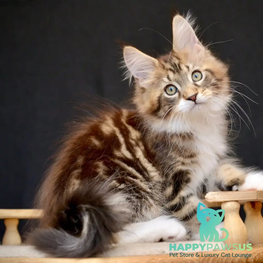 Zeus Maine Coon male black with white tabby - live animals