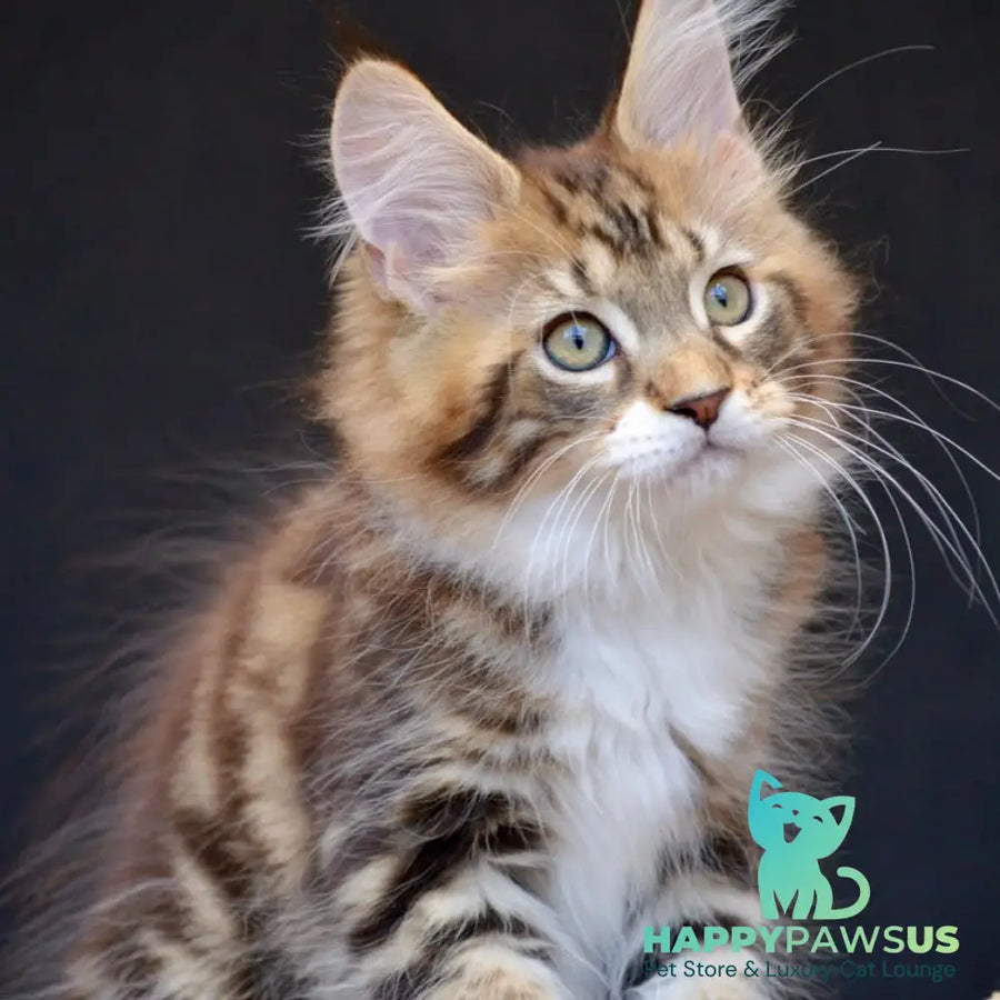 Zeus Maine Coon male black with white tabby - live animals