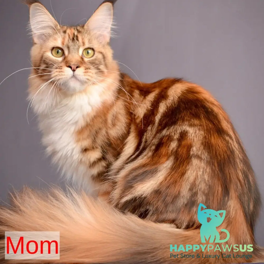 Zeus Maine Coon male black with white tabby - live animals