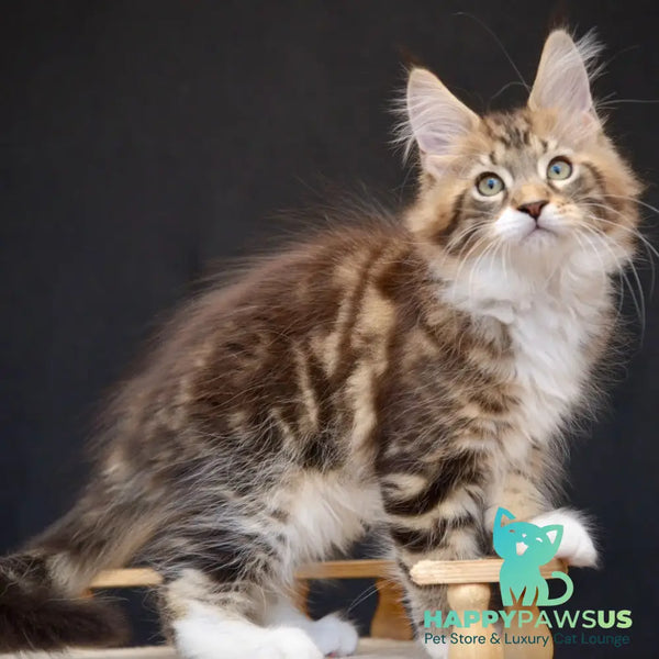 Zeus Maine Coon male black with white tabby - live animals
